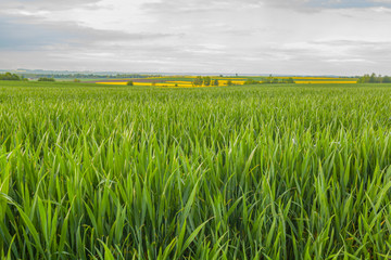 agriculture, wheat field, young wheat