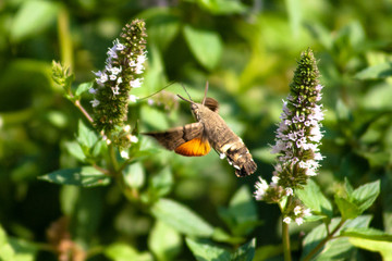 Fototapeta premium The hawk-moth hummingbird (Macroglossum stellatarum), European hummingbird flying and feeding among flowers