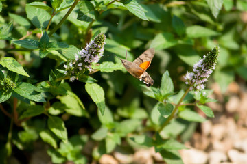 The hawk-moth hummingbird (Macroglossum stellatarum), European hummingbird flying and feeding among flowers