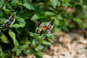 The hawk-moth hummingbird (Macroglossum stellatarum), European hummingbird flying and feeding among flowers
