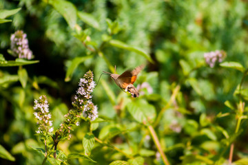 The hawk-moth hummingbird (Macroglossum stellatarum), European hummingbird flying and feeding among flowers