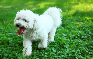 Cute fluffy Bichon Frise dog on green grass in park