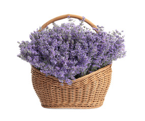 Fototapeta premium Fresh lavender flowers in basket on white background