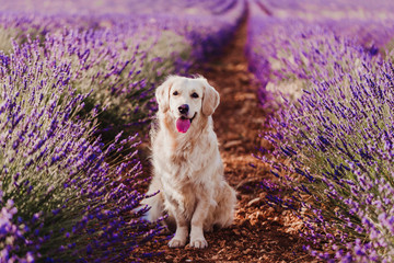 Adorable Golden Retriever dog in lavender field at sunset. Beautiful portrait of young dog. Pets...