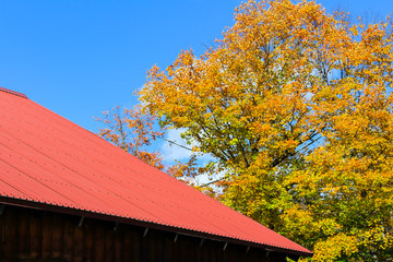 Fototapeta na wymiar Red house, maple tree, white cloud and blue sky