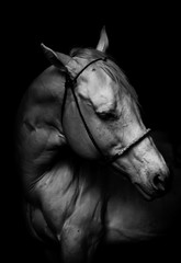 Retrato de un caballo blanco