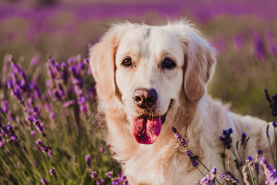 Adorable Golden Retriever dog in lavender field at sunset. Beautiful portrait of young dog. Pets outdoors and lifestyle © Eva