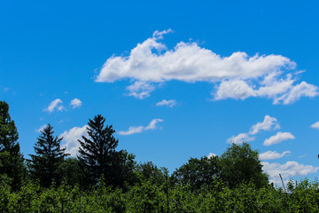 Obraz premium Green tree, blue sky and white cloud