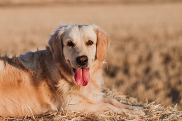 Adorable Golden Retriever dog in yellow field at sunset. Beautiful portrait of young dog. Pets outdoors and lifestyle