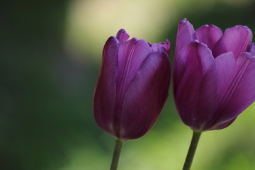 Purple Tulips