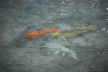 Carp Fish Underwater, Abstract Water
