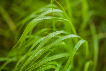 agriculture, wheat field, young wheat