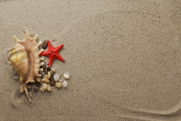 Seashells and pebbles on sand background