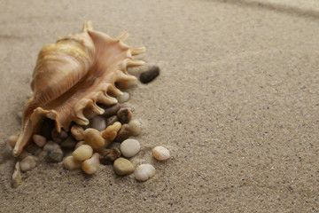 Seashell and pebbles on sand background