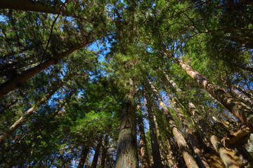 deep forest trees perspective in daytime