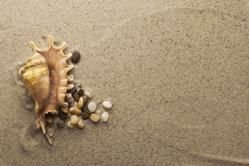 Seashell and pebbles on sand background