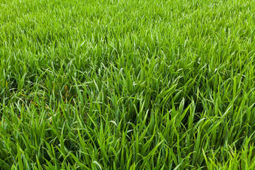 agriculture, wheat field, young wheat