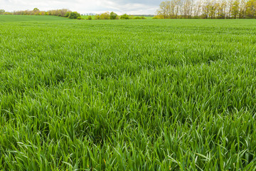 agriculture, wheat field, young wheat