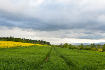 agriculture, wheat field, young wheat