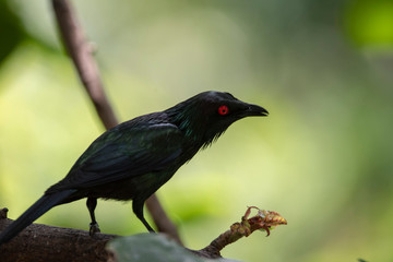 blackbird on a branch