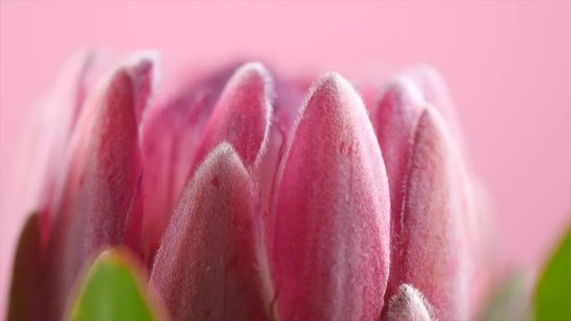 Protea bud closeup. Pink King Protea flower rotation over purple background. Slow motion 4K UHD video footage. 3840X2160