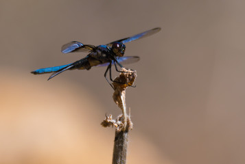 An Eye to Eye View of Colorful Dragonfly Resting on a Spent Flower Stem