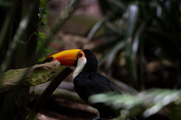 toucan on a branch