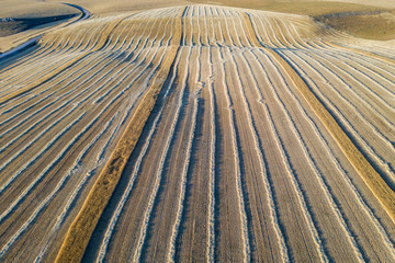 Harvest of wheat fields in August summer