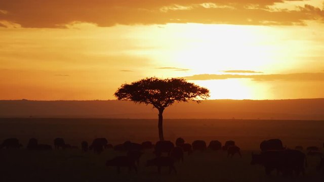 Cape buffalo herd near an acacia tree, at sunset