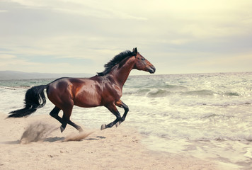 wonderful marine landscape with beautiful bay horse