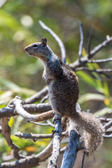Furry ground squirrel looking off into the distance while standing atop a branch of tree.