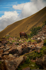 Horse in the middle of the stones in the summit of a mountain
