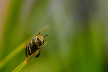 Macro shot of a single bee standing on a thin leaf with blurred green background
