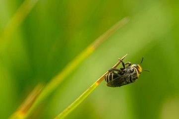 Macro shot of a single bee standing on a thin leaf with blurred green background