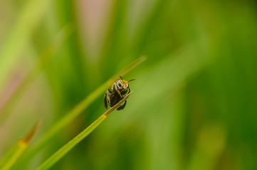 Naklejka premium Macro shot of a single bee standing on a thin leaf with blurred green background