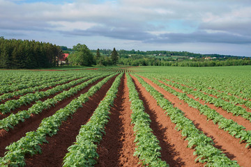 Fototapeta na wymiar Rows and rows of potato plants growing in the red soil on Prince Edward Island, Canada