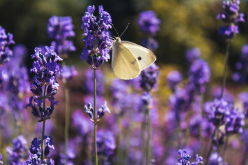 Beautiful butterfly on a purple lavender flower - 277801285
