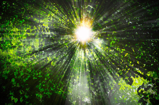 The sun shines through the leaves in the forest.,Sacred fig leaf (Ficus religiosa L. , Pipal Tree, Bohhi Tree, Bo Tree, Peepul )