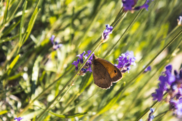 Beautiful butterfly on a purple lavender flower - 277801417