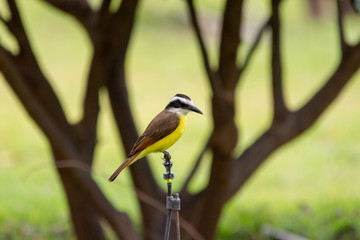 Great Kiskadee (Bem-te-vi) on a sprinkler. Pitangus sulphuratus.
