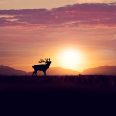 Silhouette of deer  against sunset