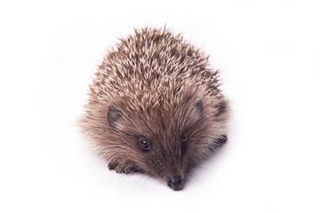 Hedgehog isolated on white background Close-up