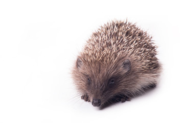 Hedgehog isolated on white background Close-up