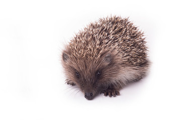 Hedgehog isolated on white background Close-up