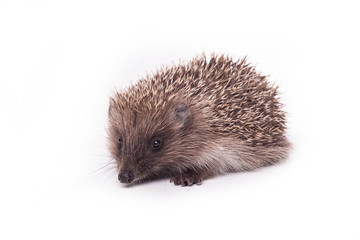 Hedgehog isolated on white background Close-up