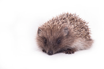 Hedgehog isolated on white background Close-up