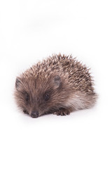 Hedgehog isolated on white background Close-up