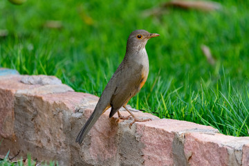 Rufous-bellied Thrush (Sabiá-laranjeira) on the rock. Turdus rufiventris.
