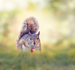 American gray squirrel in grass