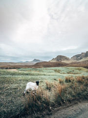 Fototapeta premium Scotland